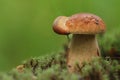 Slug on a mushroom hat. Royalty Free Stock Photo