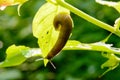 Slug nudibranch Nudibranchiae eats leaf Royalty Free Stock Photo