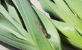 Slug on organic leeks