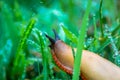 Slug over wet grass