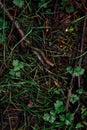 slug on Pacific Northwest forest floor Royalty Free Stock Photo