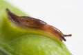 Slug on the pea pod Royalty Free Stock Photo