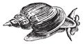 Slug ponds snail, vintage engraving