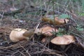 slug pulls tentacles, crawls on bolete cap of big band of mushrooms