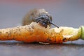 Slug, rasping on small carrot