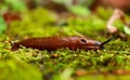 A slug`s feelers are out while crawling through the yard