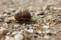 Slug with shell close up on a stony path Royalty Free Stock Photo