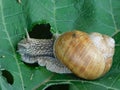 A slug Royalty Free Stock Photo
