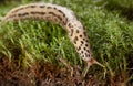 Slug sliding on forest floor Royalty Free Stock Photo