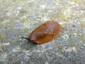 Slug Snail