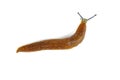 Slug snail on white background