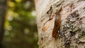 Slug on a tree in East Canada.