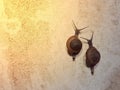The 2 slug climb on the wall