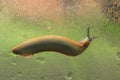 Slug on wet glass Royalty Free Stock Photo