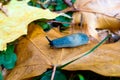 Slug on a yellow leaf in the park in autumn Royalty Free Stock Photo