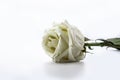 Sluggish white rose isolated on white background Royalty Free Stock Photo