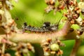 slugs caterpillar on stick tree
