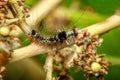 slugs caterpillar on stick tree