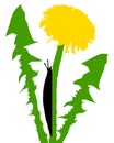 Slugs on dandelion