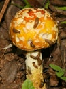 Slugs eating a Poisonous Amanita Mushroom Royalty Free Stock Photo