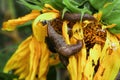 Slugs feeding on a sunflower in the garden