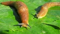 Slugs on green leaves, closeup