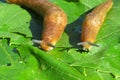 Slugs on green leaves, closeup