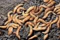 Slugs have united in a large group on the ground for wintering Royalty Free Stock Photo