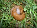 Slugs of hermaphrodites when copulating on the ground in the grass Royalty Free Stock Photo