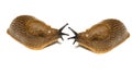 Slugs in love Royalty Free Stock Photo