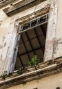 Slum facade with window and green plant growing