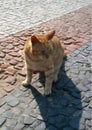 A ginger tabby cat sits on a paved surface composed of interlocking stones in varying shades of gray, red, and blue Royalty Free Stock Photo