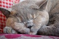 Slumbering cat Royalty Free Stock Photo