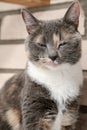 Slumbering cat sits on the brick wall background.