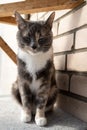 Slumbering cat sits on a felt mat with its eyes closed, on a balcony, against a brick wall. Royalty Free Stock Photo