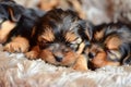 Slumbering Innocence: Yorkie Puppy\'s Peaceful Nap Royalty Free Stock Photo