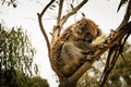 Slumbering Koala in Eucalyptus Haven Royalty Free Stock Photo