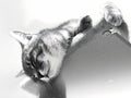 Slumbering Tabby, A Black and White Portrait of a Cat Sleeping with Head Dangling from a Cat Tree against a White Backdrop
