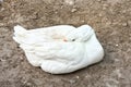 Slumbering white goose on the shore lake.