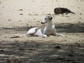 A slumdog lying happily on the sand of a beach Royalty Free Stock Photo
