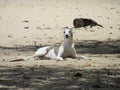 A slumdog lying happily on the sand of a beach Royalty Free Stock Photo