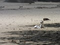 A slumdog resting on the sand of a beach in Ilhabela Royalty Free Stock Photo