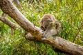 Slumped koala sleeping on a branch in Australia Royalty Free Stock Photo