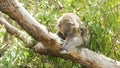 Slumped koala on a trunk in Australia