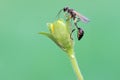 A slurry wasp perched on a wildflower. Royalty Free Stock Photo