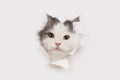 Sly cat tore a white sheet of paper Royalty Free Stock Photo