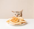 Sly domestic cat looking at pancakes on table. Royalty Free Stock Photo