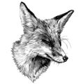 Sly Fox face with closed eyes looks away squinting from the sun Royalty Free Stock Photo