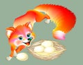 Sly fox regales eggs from a nest. Royalty Free Stock Photo