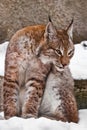 Sly lynx close-up, a big cat sitting in the snow on the background of stones and carefully